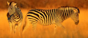 2 zebras