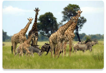 African wildlife